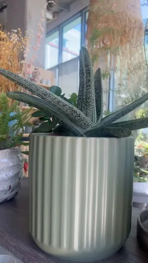 Video by ANTIQUA on August 22, 2026. May be an image of house plant, agave, mistletoe cactus, cactus